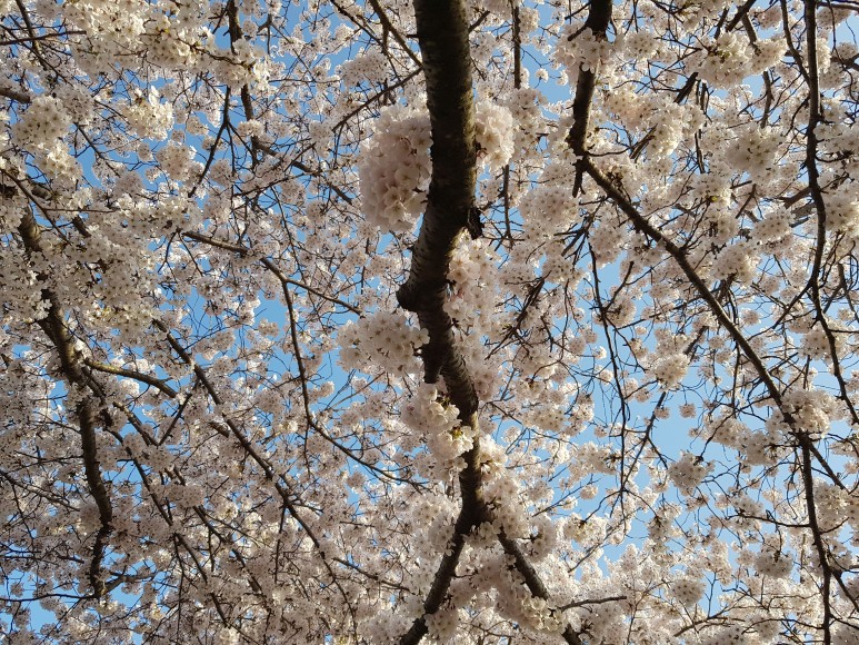 더욱 기대되는 제18회 주산벚꽃축제를 소개합니다. 사진