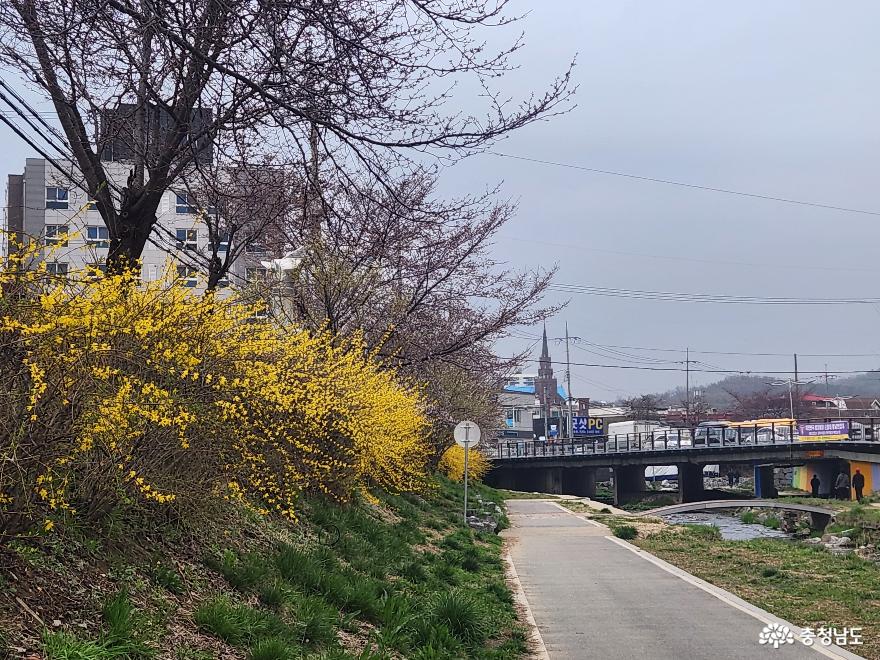 원성천에 찾아 온 봄 사진