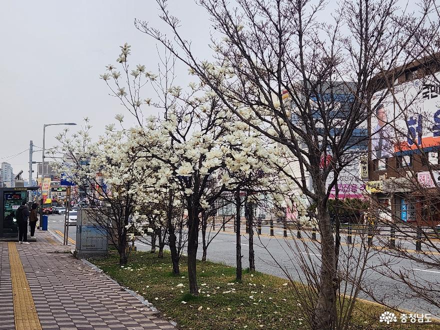 원성천에 찾아 온 봄 사진