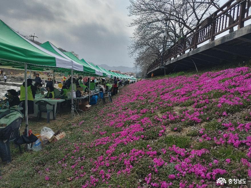 금산 봄꽃축제 서막을 알리다 사진