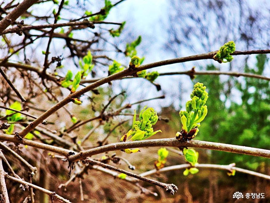 목련꽃 탐스러운 보문사의 봄풍경 사진