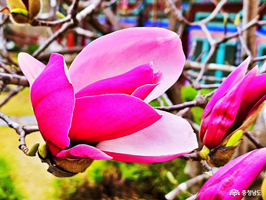목련꽃 탐스러운 보문사의 봄풍경 사진