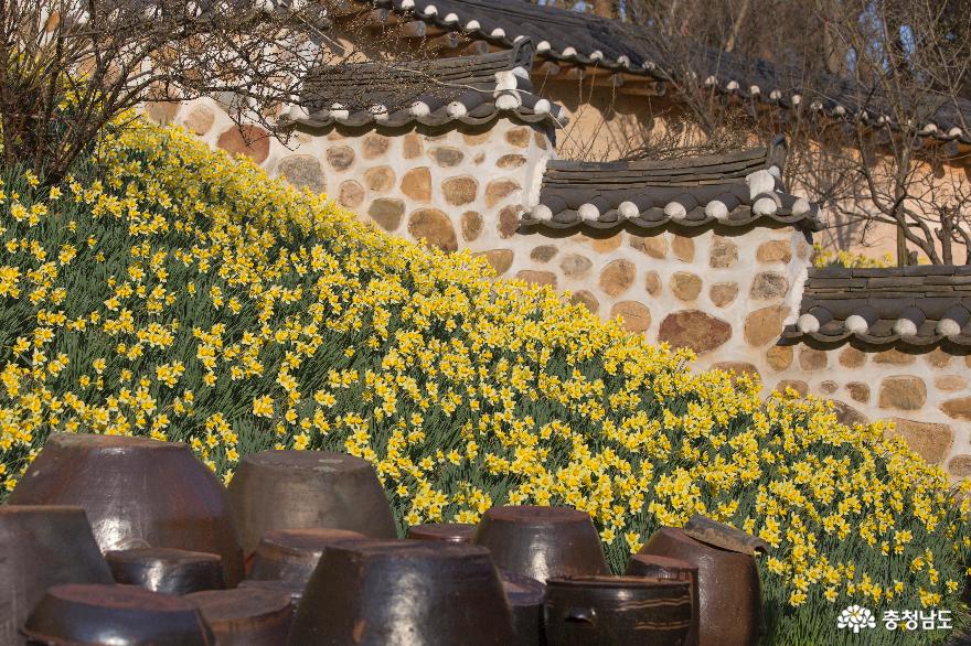 서산 수선화 꽃축제 '유기방가옥' 사진