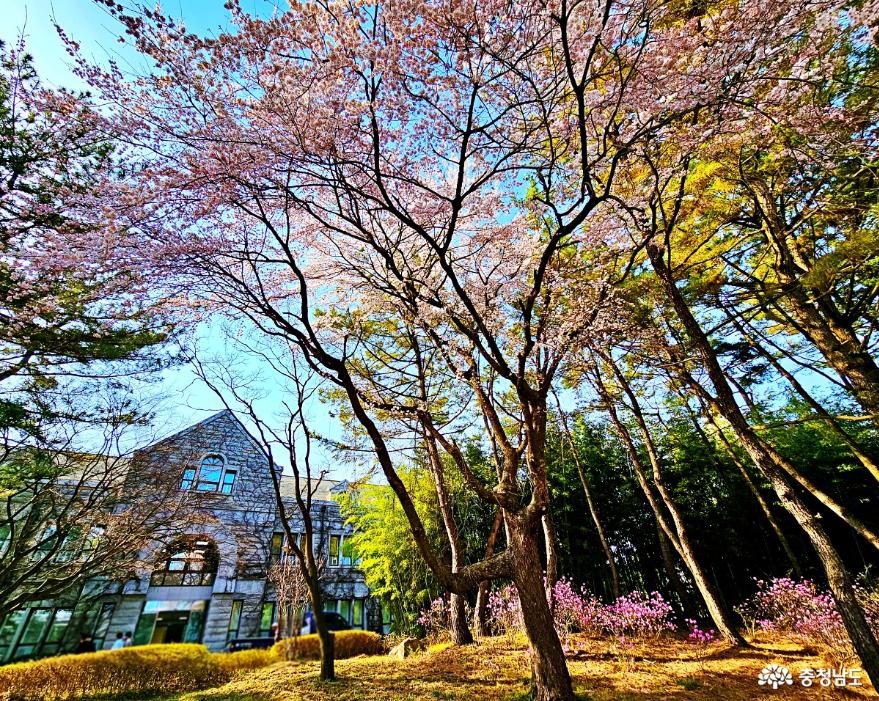 아산 호서대 벚꽃축제 '청춘예찬' 사진