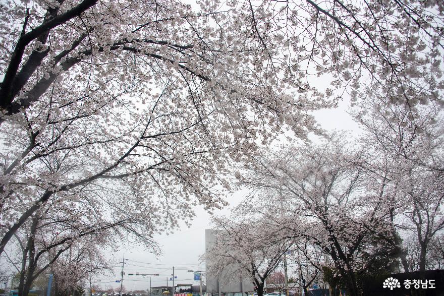 벚꽃으로 물든 논산 제1경 관촉사 사진