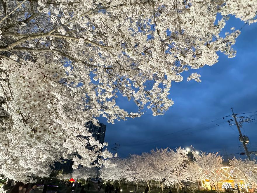 벚꽃 만개한 천안 원성천에서 밤의 산책을 즐겨보세요. 사진