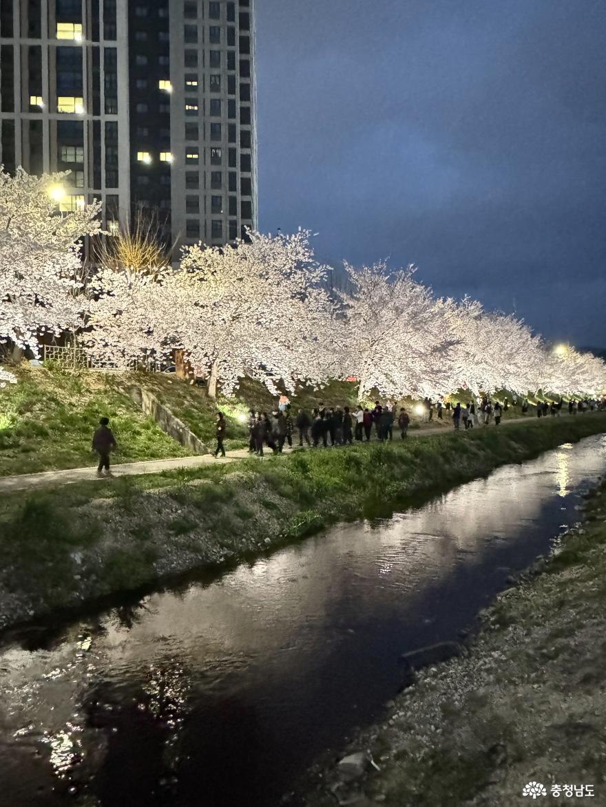벚꽃 만개한 천안 원성천에서 밤의 산책을 즐겨보세요. 사진