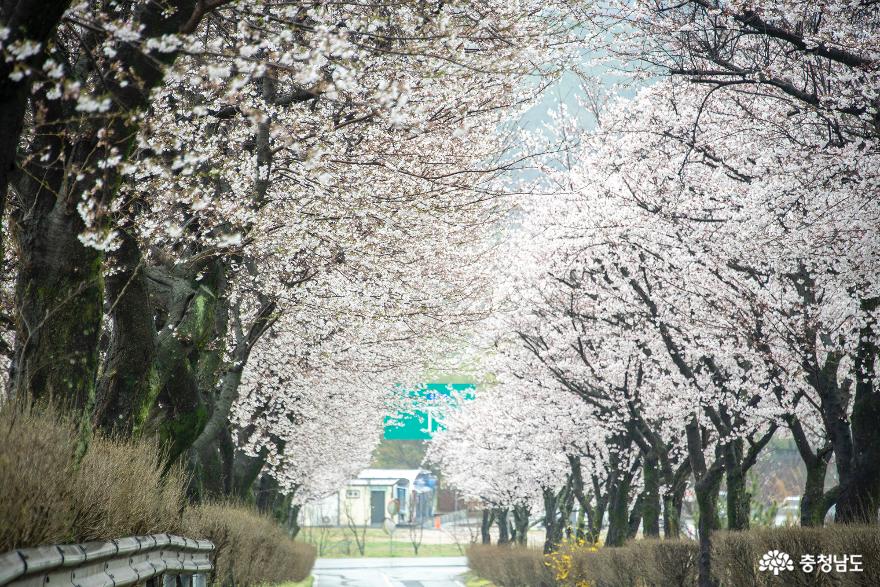 논산 벚꽃 명소 백제군사박물관과 왕버들 반영이 아름다운 탑정호 생태공원