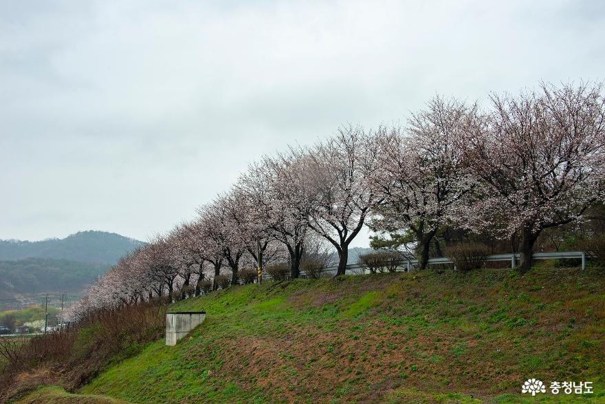 논산 벚꽃 명소 백제군사박물관과 왕버들 반영이 아름다운 탑정호 생태공원 사진