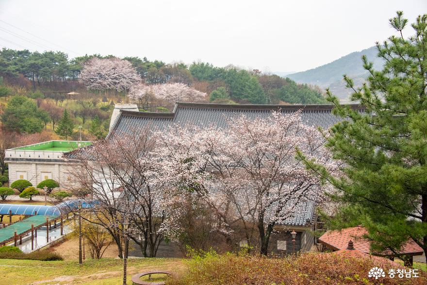 논산벚꽃명소백제군사박물관과왕버들반영이아름다운탑정호생태공원 8