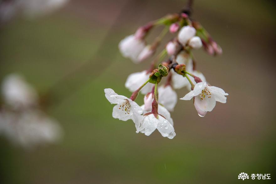 논산 벚꽃 명소 백제군사박물관과 왕버들 반영이 아름다운 탑정호 생태공원 사진