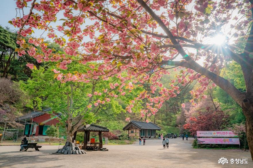 봄꽃과 함께하는 충남의 4월 여행 추천 코스_서산. 당진 편 사진
