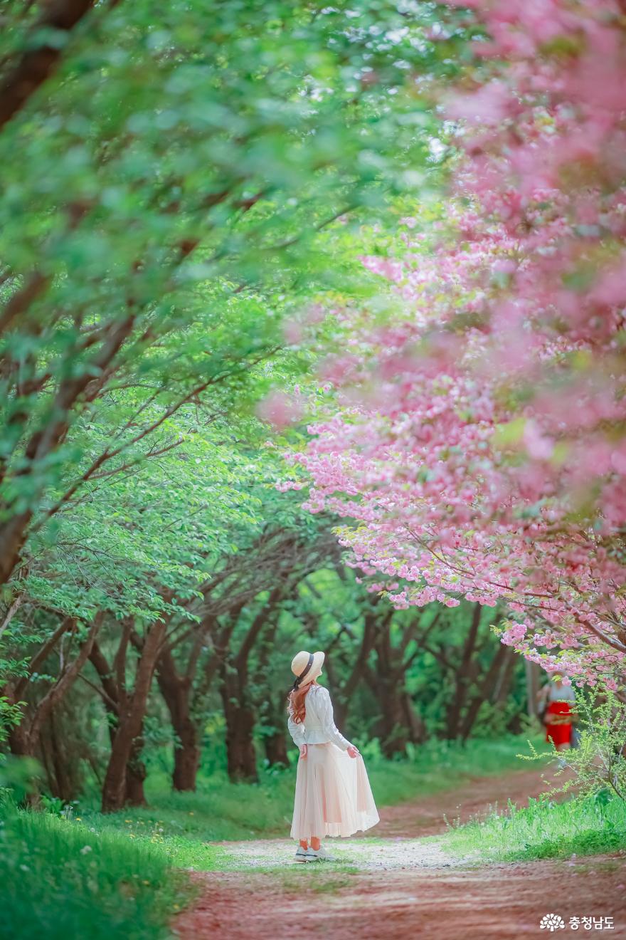 봄꽃과함께하는충남의4월여행추천코스서산당진편 9