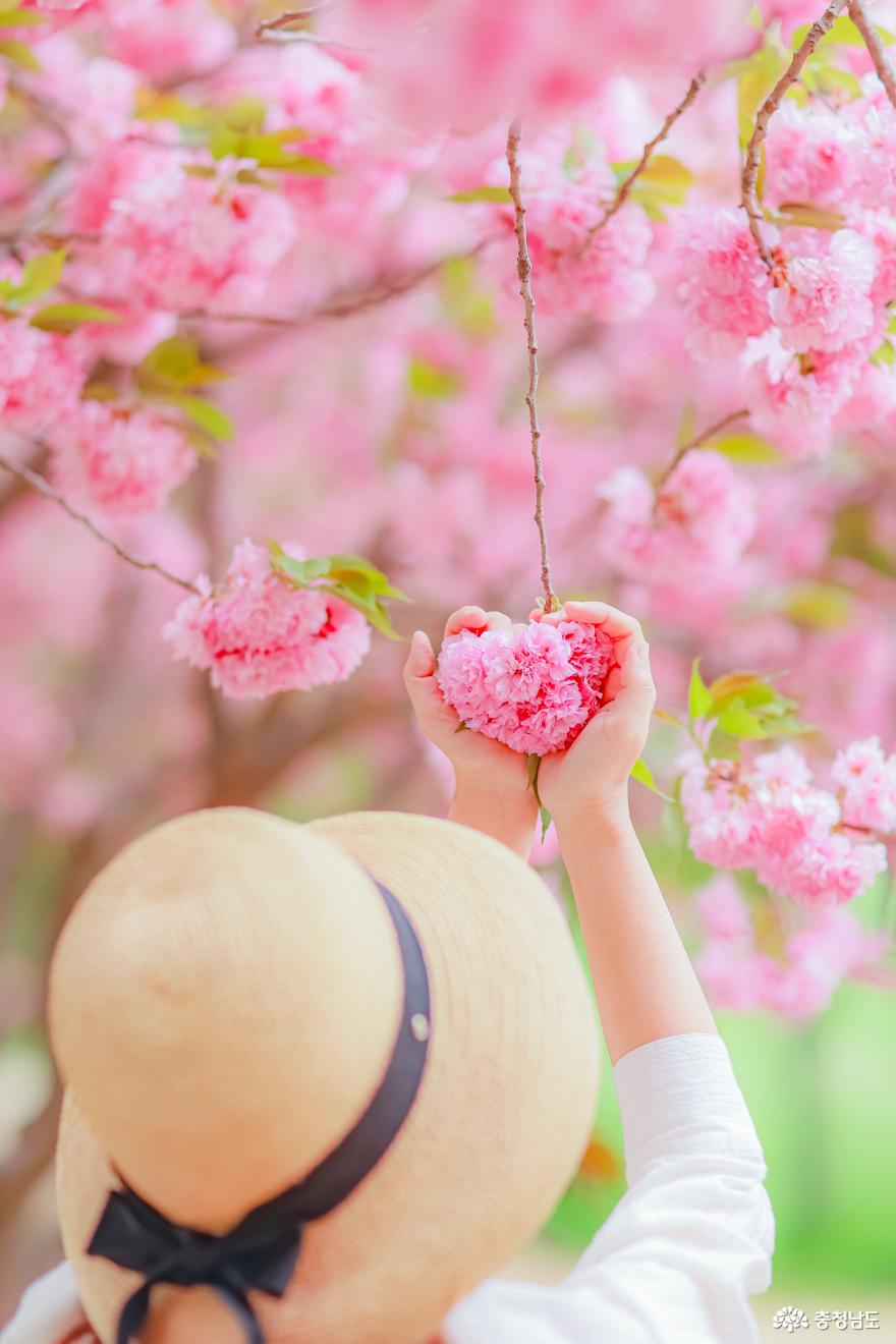봄꽃과 함께하는 충남의 4월 여행 추천 코스_서산. 당진 편 사진