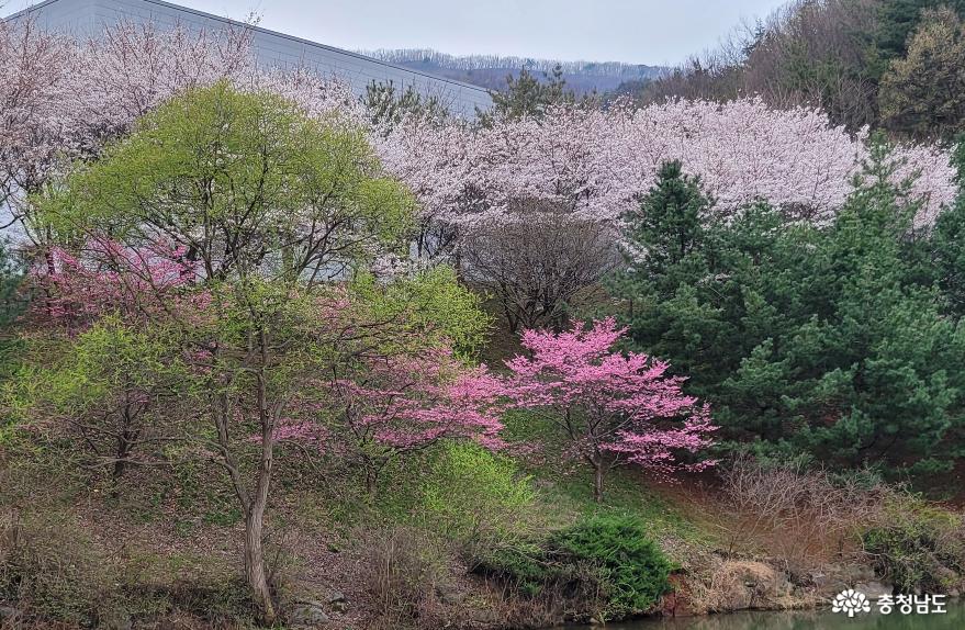 호서대 아산캠퍼스 세출저수지 벚꽃.