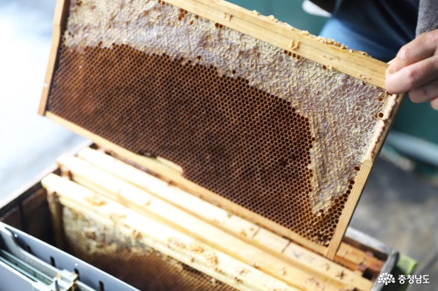 2년 전 해당 벌통에는 수만마리의 꿀벌이 서식했지만, 지금은 꿀벌 없는 마른 벌통만 자리를 지키고 있다.