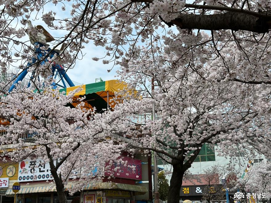 벚꽃이 만개한 서천 금강하구둑 가볼만해 사진