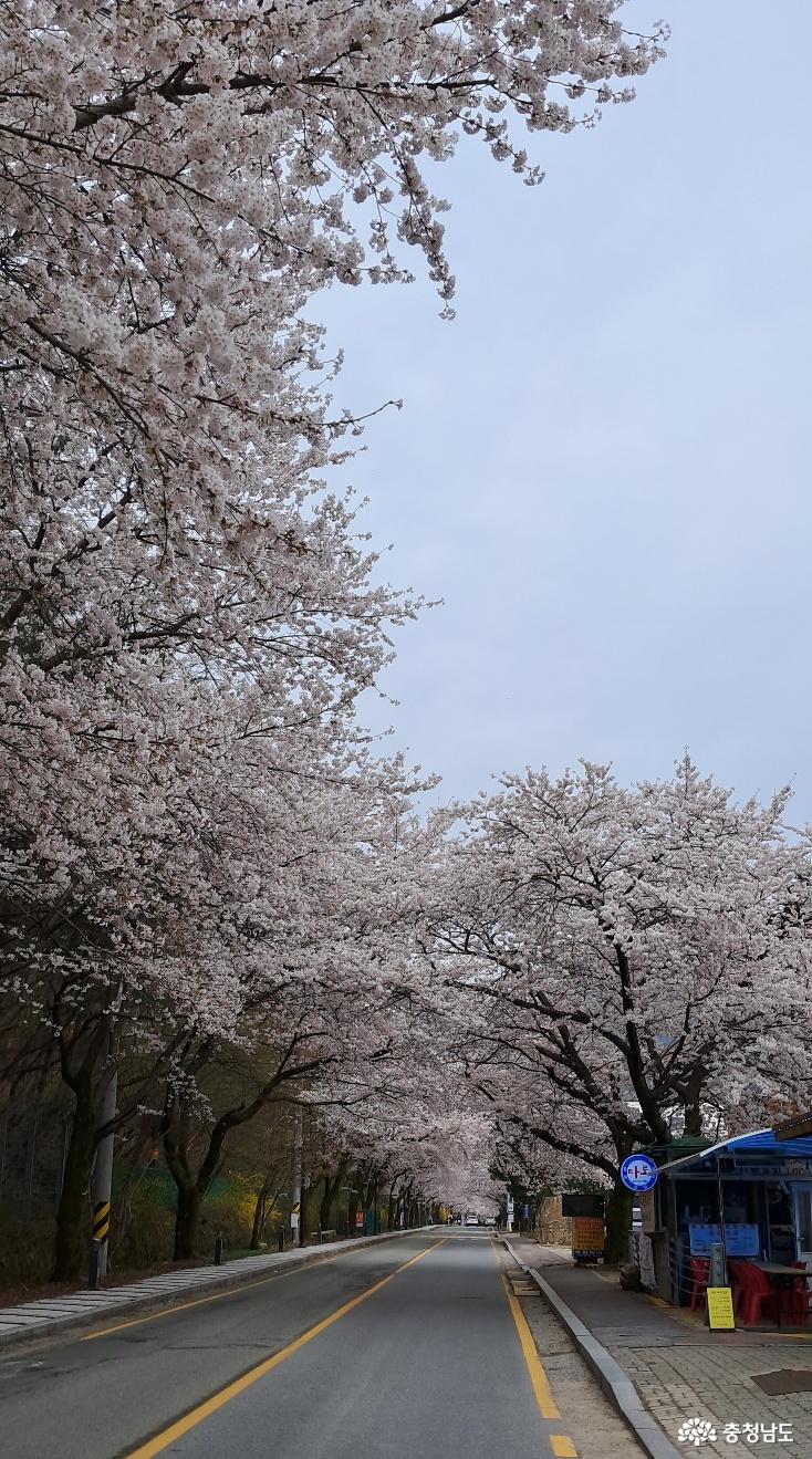 공주 동학사 벚꽃의 절정. 그리고 주변의 숨은 아름다움 사진