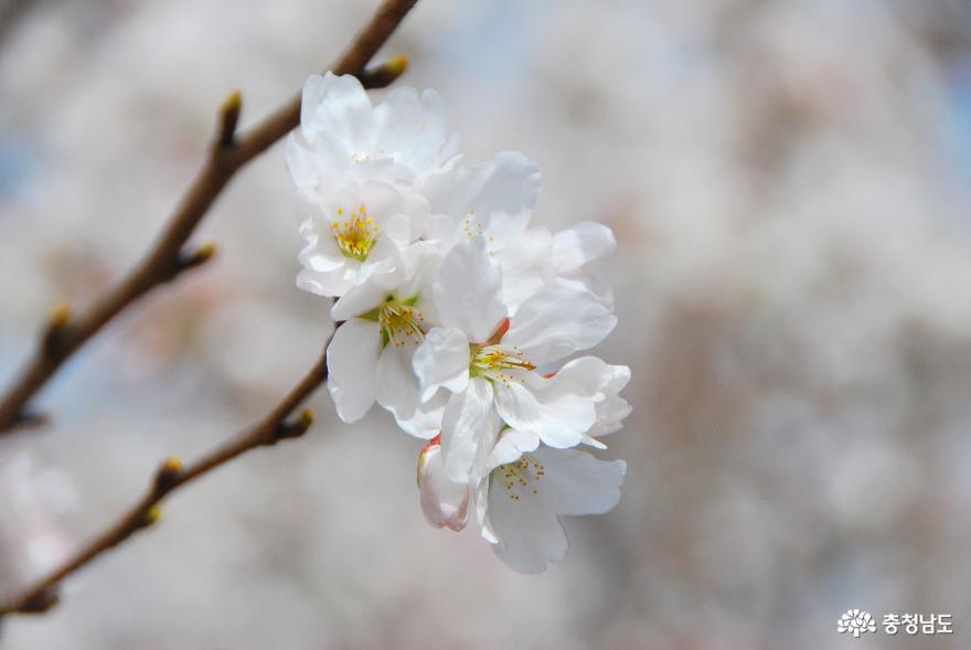 100여 년을 이어오는 명불허전 벚꽃 명소 '충남역사박물관'