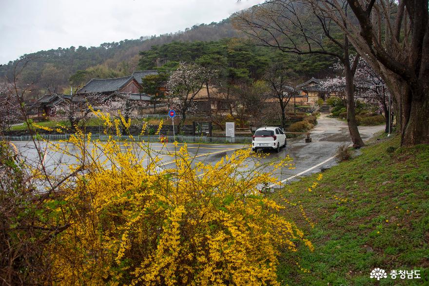 비 내리는 봄날 명재고택과 노성산 애향공원에서 사진