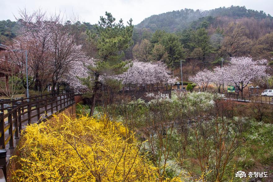 비 내리는 봄날 명재고택과 노성산 애향공원에서 사진