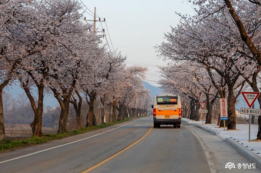 벚꽃이 아름다운 가야산 가는길 사진