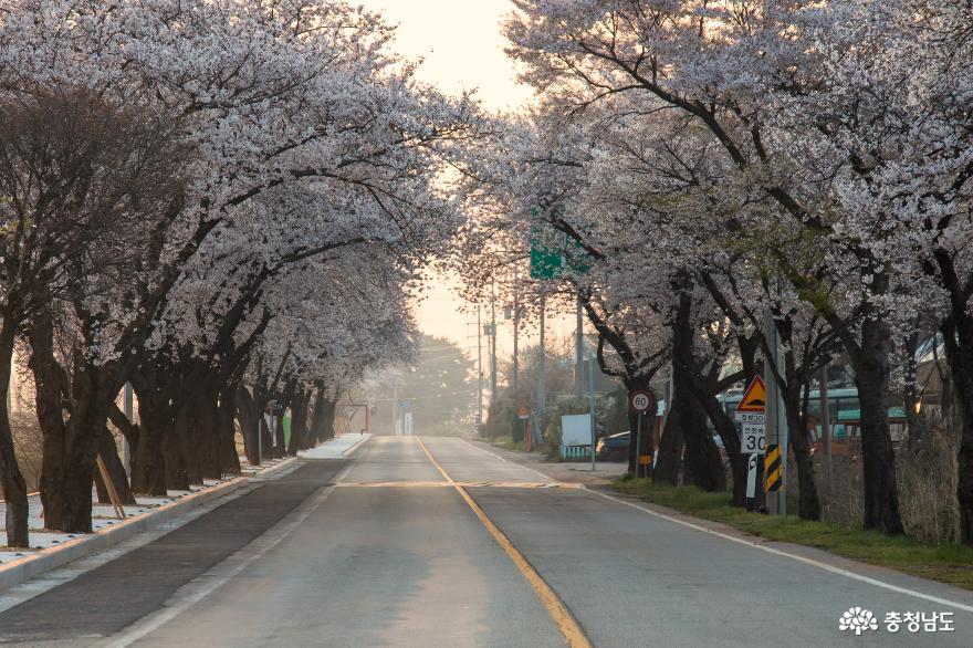 벚꽃이 아름다운 가야산 가는길 사진