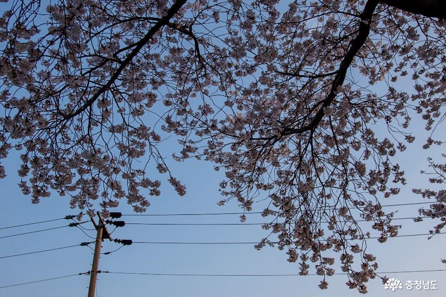 벚꽃이 아름다운 가야산 가는길 사진