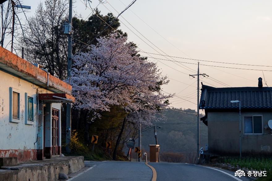 벚꽃이 아름다운 가야산 가는길 사진