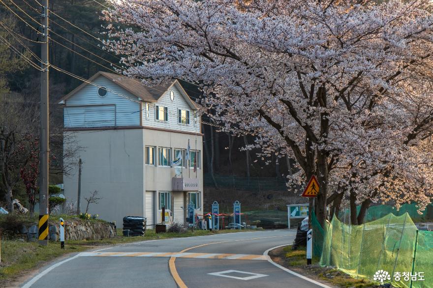 벚꽃이 아름다운 가야산 가는길 사진