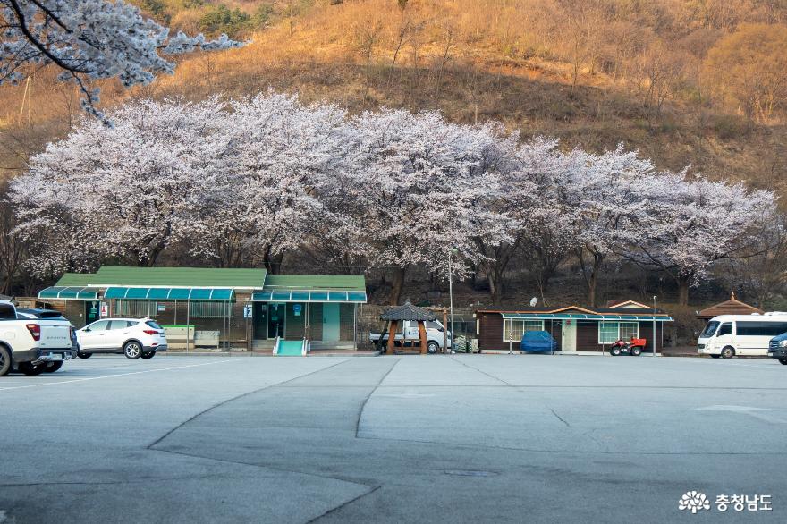 벚꽃이 아름다운 가야산 가는길 사진