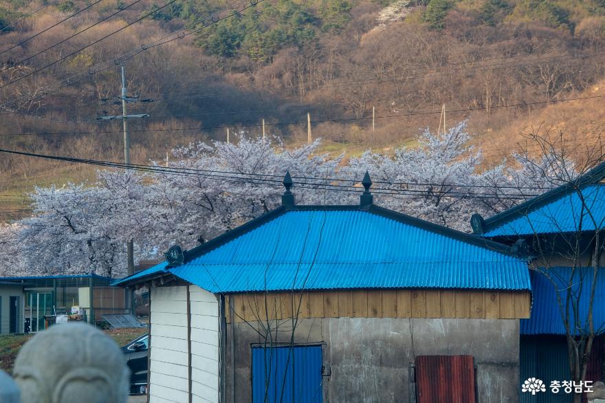 벚꽃이 아름다운 가야산 가는길 사진