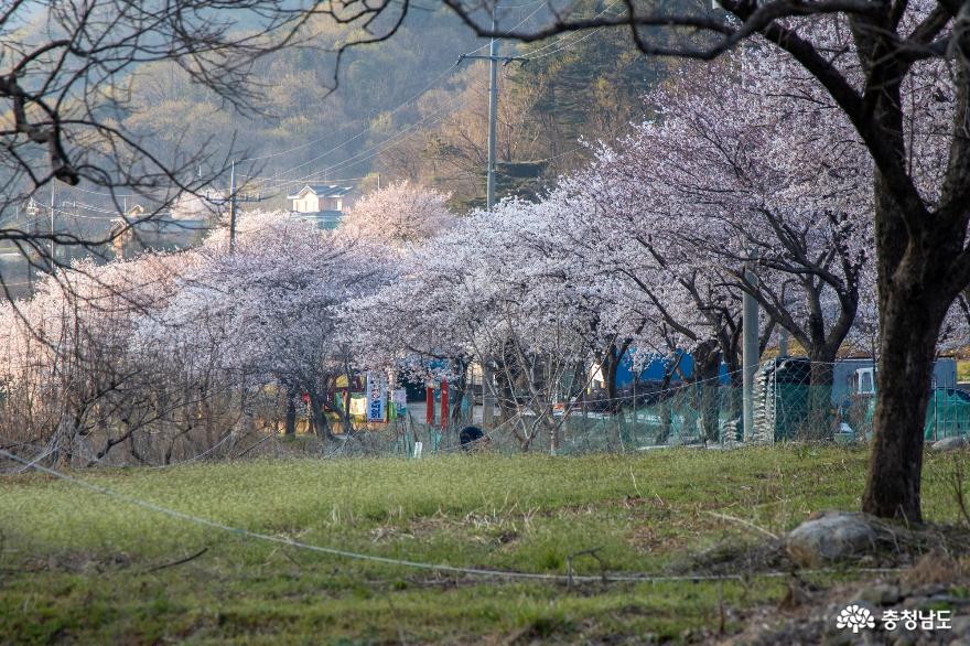 벚꽃이 아름다운 가야산 가는길 사진