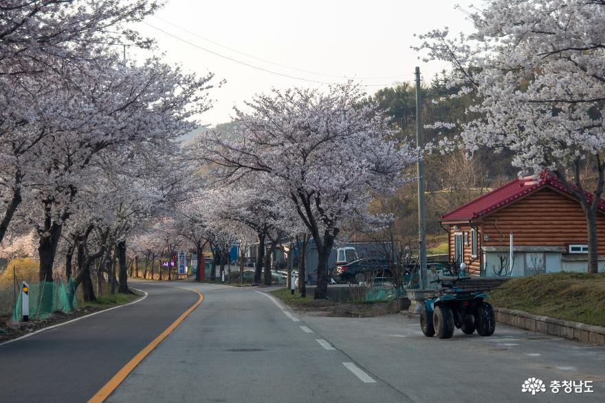 벚꽃이 아름다운 가야산 가는길 사진