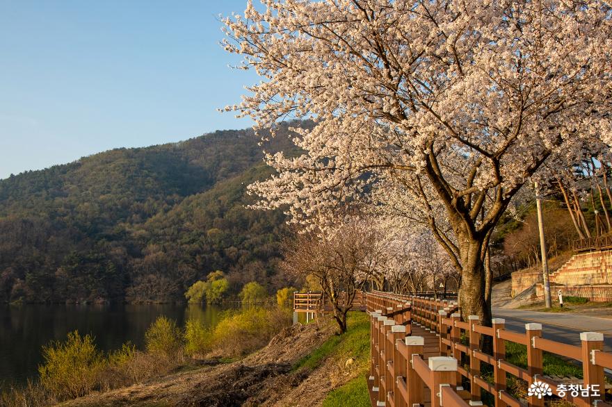 벚꽃이 아름다운 가야산 가는길 사진