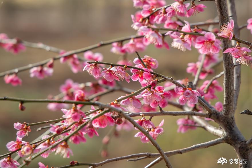 봄향기 가득한 청산수목원 사진