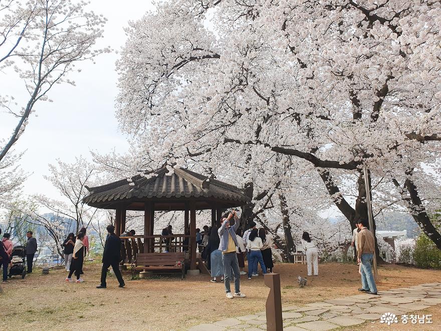 벚꽃이예쁜공주충청남도역사박물관에다녀왔어요 1