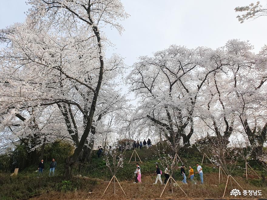 벚꽃이 예쁜 공주 충청남도역사박물관에 다녀왔어요 사진