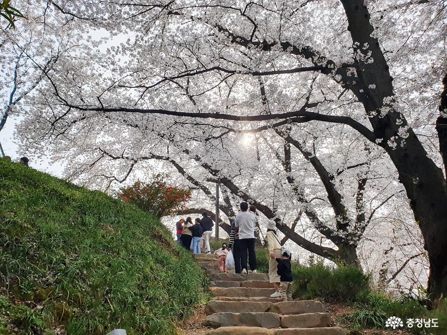 벚꽃이 예쁜 공주 충청남도역사박물관에 다녀왔어요 사진