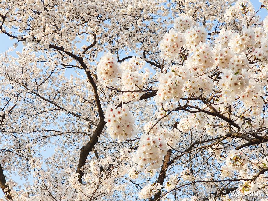 벚꽃이 예쁜 공주 충청남도역사박물관에 다녀왔어요 사진