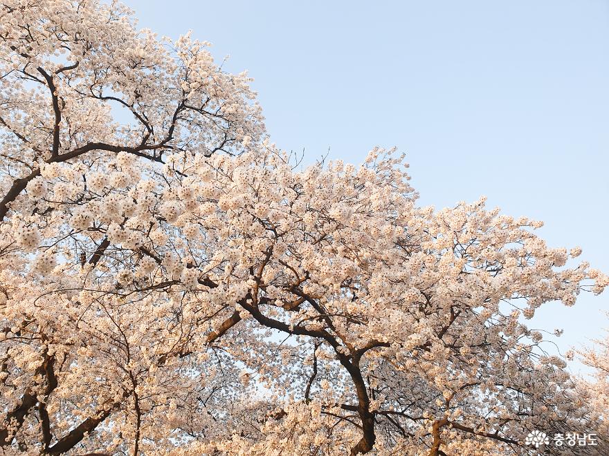 벚꽃이 예쁜 공주 충청남도역사박물관에 다녀왔어요 사진