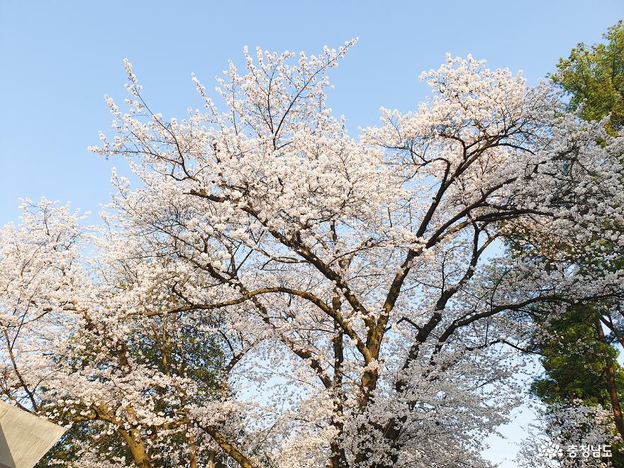 벚꽃이 예쁜 공주 충청남도역사박물관에 다녀왔어요 사진