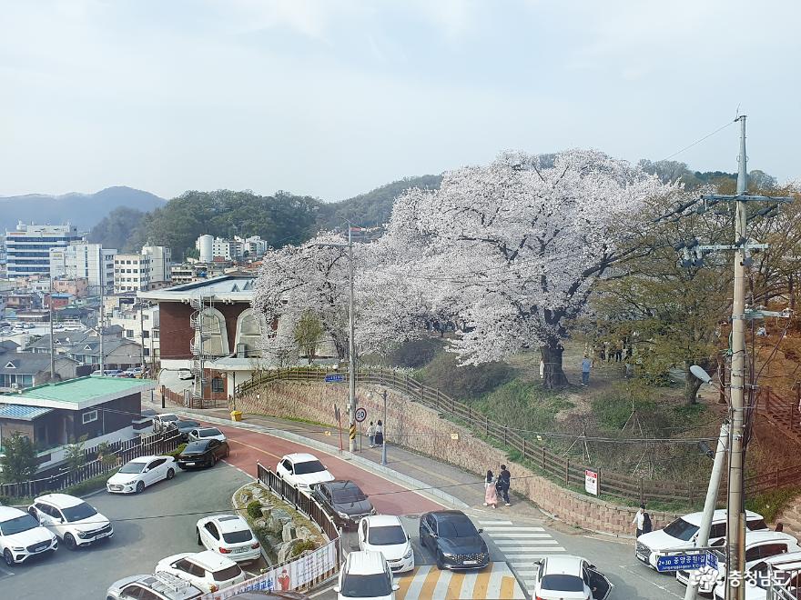 벚꽃이예쁜공주충청남도역사박물관에다녀왔어요 15