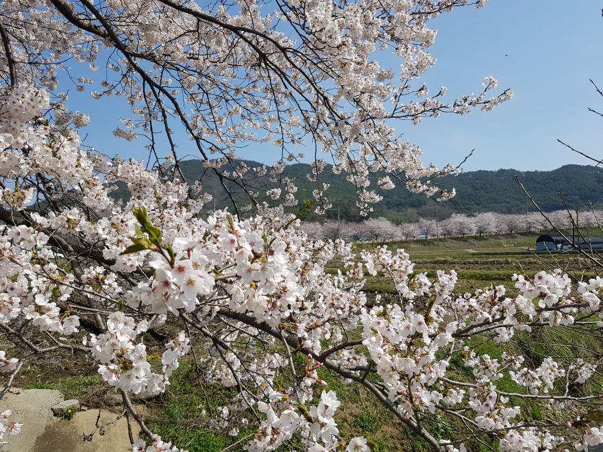 막바지에 더욱 성황을 이룬 보령 주산벚꽃축제 사진
