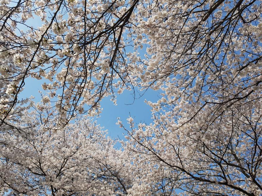 막바지에 더욱 성황을 이룬 보령 주산벚꽃축제 사진
