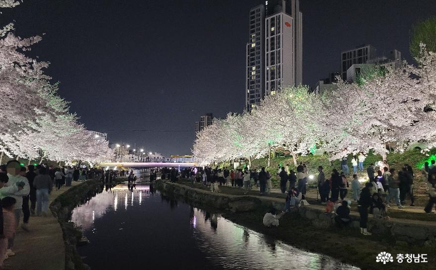 천안시 원성천의 벚꽃이 밤