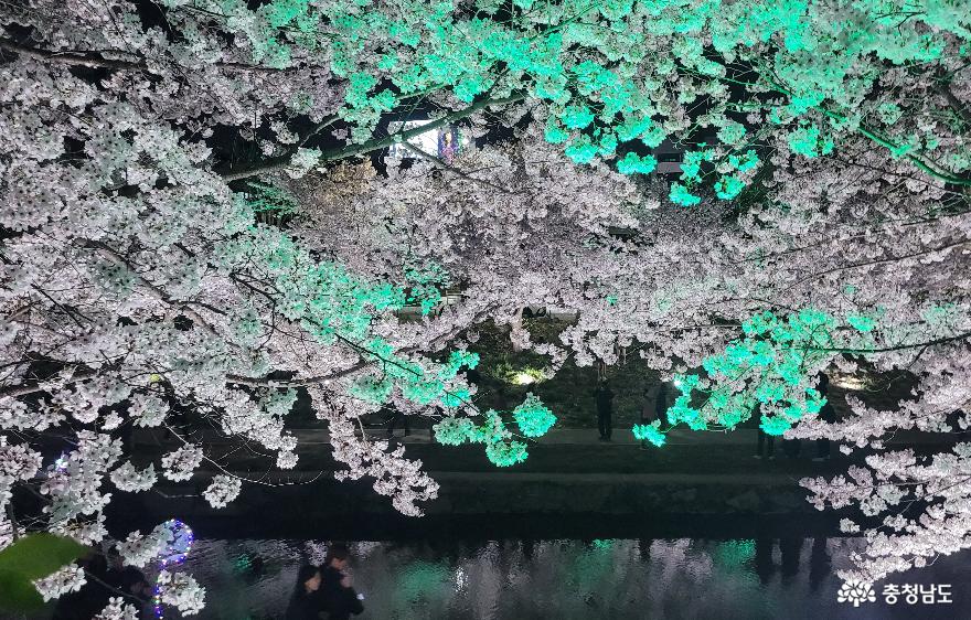천안시 원성천의 벚꽃이 조명을 받아 다채로운 색감을 보여주고 있다 1,
