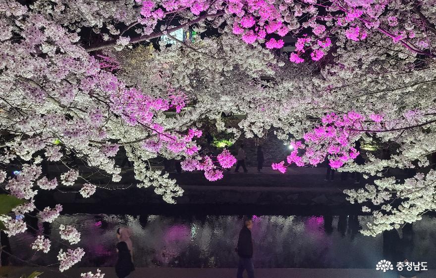 천안시 원성천의 벚꽃이 조명을 받아 다채로운 색감을 보여주고 있다 2,