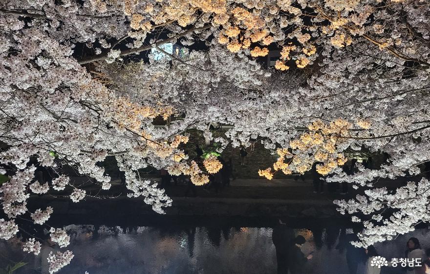 천안시 원성천의 벚꽃이 조명을 받아 다채로운 색감을 보여주고 있다 3,