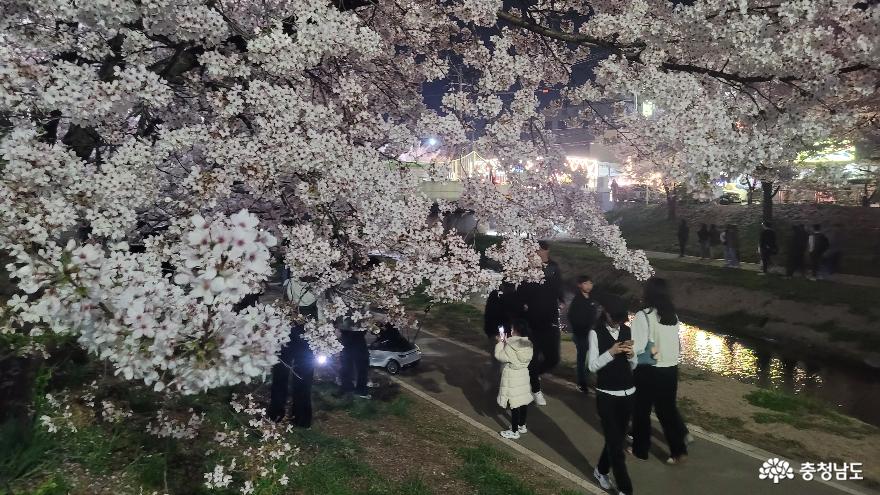 천안시우너성천의 밤의 벚꽃.